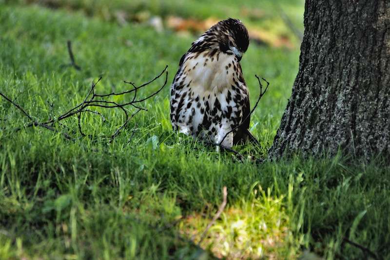 Eat or not to eat.. Red Tailed Hawk- 01